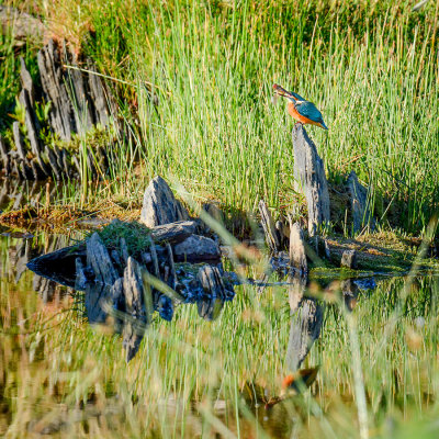 Kingfisher with meal