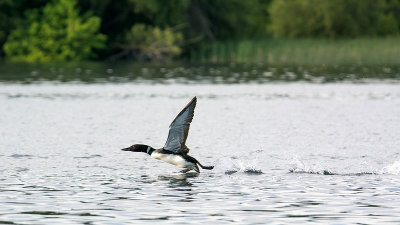 Common loon walking on water!