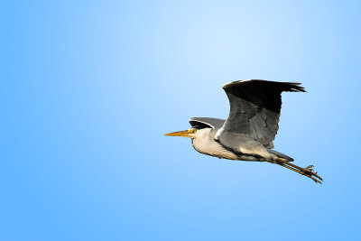 Heron in flight, Ham Wall