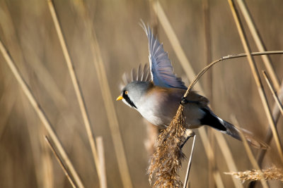 Male bearded reedling (tit), Radipole