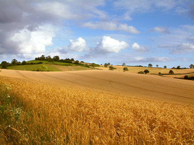 Wheat field, near Tipton St. John (2087)
