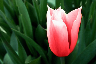 Deep pink tulip (2109)