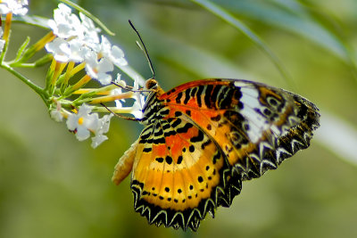 Butterfly 05 ~ Buckfastleigh (3699)