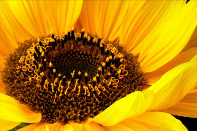 Blazing sunflower (2113)