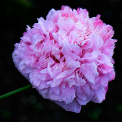 Pink poppy (2289)