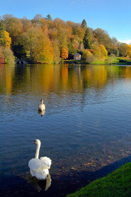 Stourhead ~ do the swans know it's autumn? (2107)