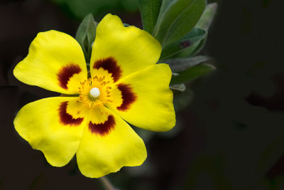 Bright yellow flower (2157)