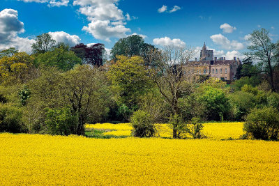 Oil seed field near Woolston  (2386)