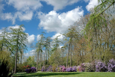 Tall trees and rhododendrons, Knightshayes