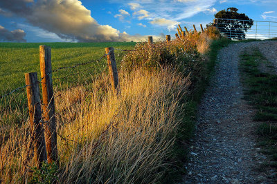 Dusky lane and fence, near Crewkerne (2021)