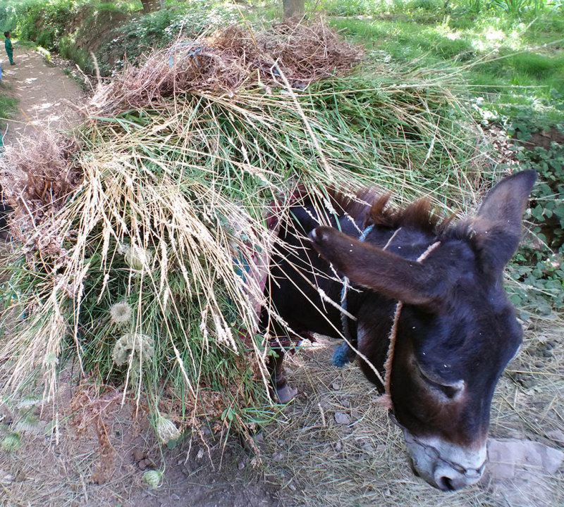 Dans la valle des Ait Bouguemez