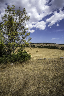 Causse Mjean