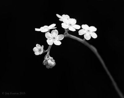 _N133133.jpg