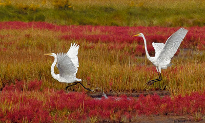 Egrets Fall Marsh Plum Island.jpg.jpg