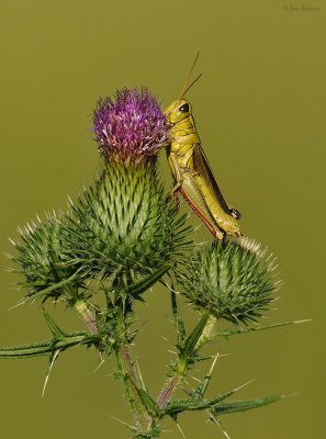Grasshopper on Thistle.jpg.jpg