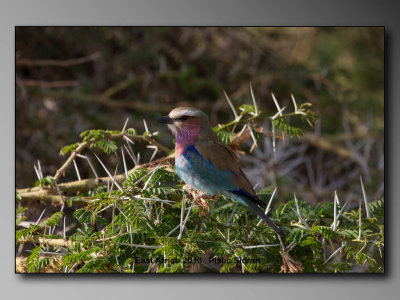 Lilac-breasted Roller   Birds of East Africa-004.jpg
