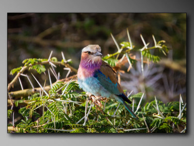 Lilac-breasted Roller    Birds of East Africa-005.jpg