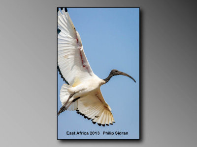 Birds of East Africa
