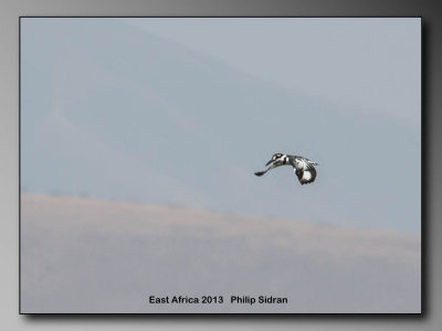 Pied Kingfisher    Birds of East Africa-011.jpg