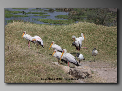 Yellow-billed Stork    Birds of East Africa-012.jpg