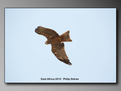 Black Shouldered Kite    Birds of East Africa-013.jpg  