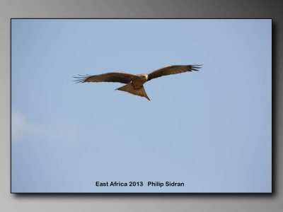 Black Shouldered Kite    Birds of East Africa-014.jpg Black Kite 2