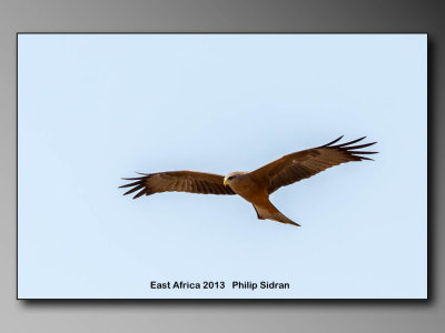 Black Shouldered Kite    Birds of East Africa-015.jpg 3