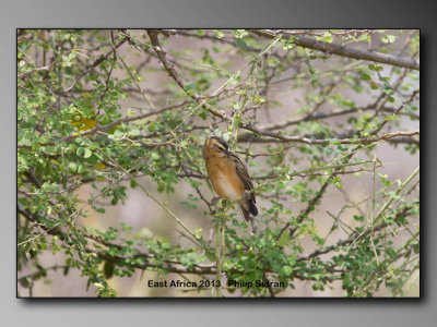 Birds of East Africa-017.jpg