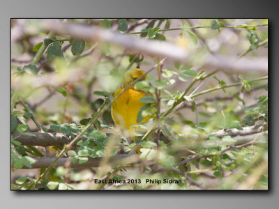 Birds of East Africa-019.jpg