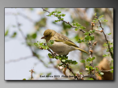 Birds of East Africa-020.jpg