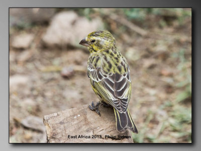 Birds of East Africa-021.jpg