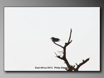 Birds of East Africa-024.jpg