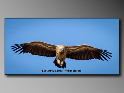 Birds of East Africa-025.jpg Vulture