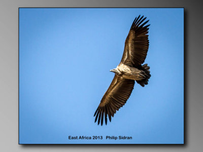 Birds of East Africa-026.jpg Vulture