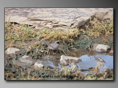 black-faced Firefinch    Birds of East Africa-027.jpg