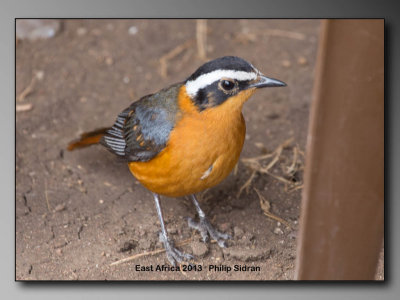 White-browed Robin Chat    Birds of East Africa-029.jpg