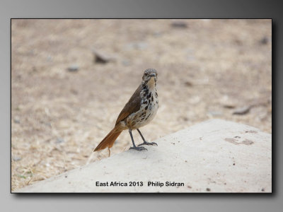 Spotted Morning thrush    Birds of East Africa-031.jpg