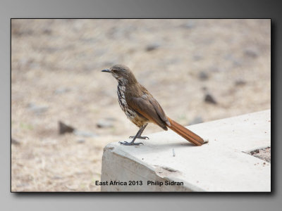 Spotted Morning thrush    Birds of East Africa-032.jpg