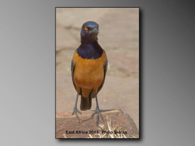 Hildegrandt's Starling    Birds of East Africa-033.jpg