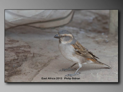 Rufus Sparrow    Birds of East Africa-037.jpg