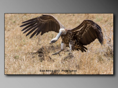 Birds of East Africa-039.jpg Vulture