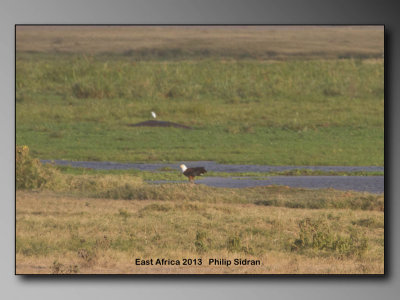African Fish Eagle....Birds of East Africa-040.jpg