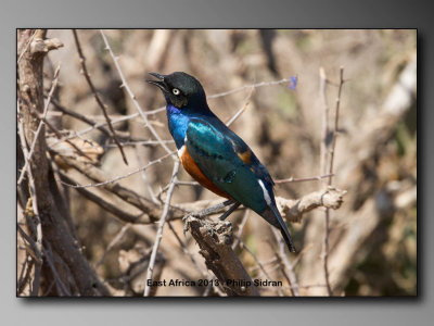 Superb Starling    Birds of East Africa-041.jpg