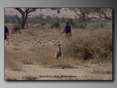 Kori BustardBirds of East Africa-042.jpg