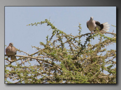 Laughing Dove    Birds of East Africa-043.jpg