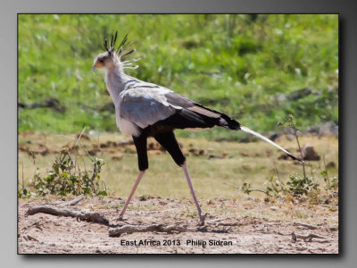 Birds of East Africa-044.jpg Secretary Bird