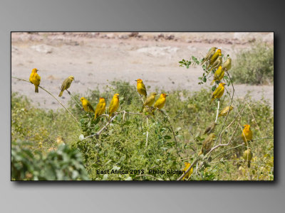 Taveta Golden Weaver    Birds of East Africa-045.jpg