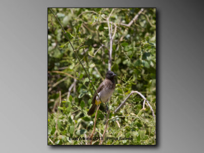  Common Bulbul, female    Birds of East Africa-046.jpg