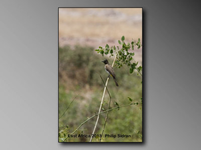 Common Bulbul    Birds of East Africa-047.jpg
