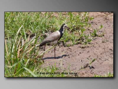 Long-toed Lapwing    Birds of East Africa-048.jpg